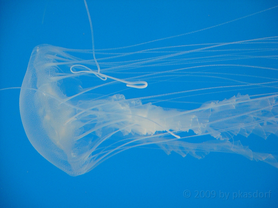 Baltimore [2009 July 02] 199.JPG - Scenes from Baltimore's Inner Harbor.